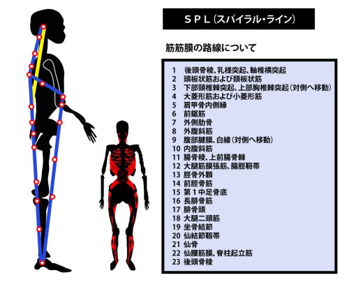 東御市,上田市,小諸市,整体,指圧,ほぐしや,マッサージ,アナトミー・トレイン